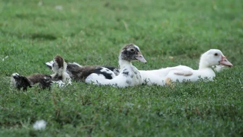 Ducklings on the grass Video stock 79756816