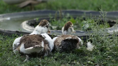 Ducklings in the grass 库存影片 79762509