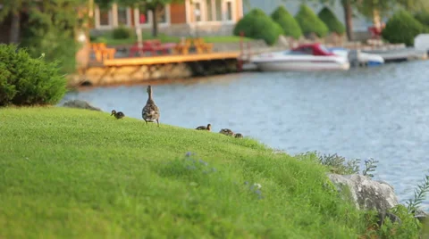 Ducklings on grassy area Stock-Footage 27666817