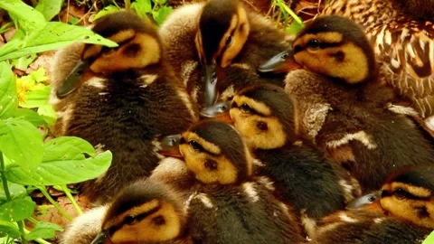 Ducklings in Group Stock Footage 310864087