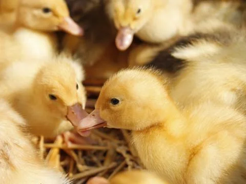 Ducklings group on the straw Stock Photos