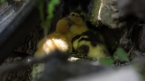 Ducklings hiding behind the wheel 2 動画素材 51177044