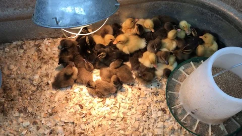 Ducklings in incubator Stock-Footage 106906929