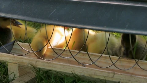 Ducklings, indian runner ducks Stock Footage 95970999