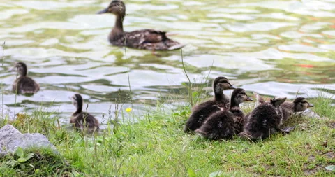 Ducklings lake Stock Footage 139965445