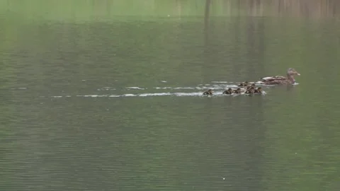 Ducklings on a lake in spring Stock Footage 263876783