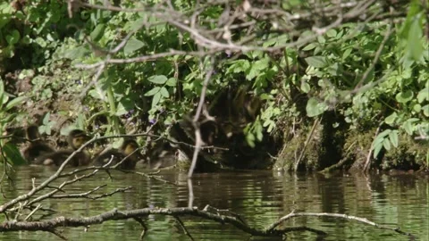 Ducklings at a lake in spring Stock Footage 264766682