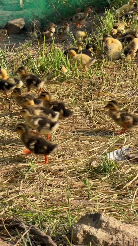 Ducklings lie close together on grass in the shade of a tree while resting as a Stock-Footage 334854149