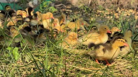 Ducklings lie close together on grass in the shade of a tree while resting as a Stock Footage 342139889