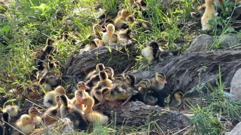 Ducklings lie side by side in a small group on grass in the shade of a tree Stock Footage 334854173