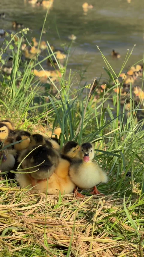 Ducklings lie side by side in a small group on grass in the shade of a tree whil Stock Footage 338000996