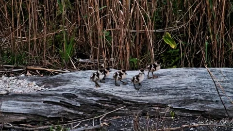 Ducklings on log Stock Footage 341465434