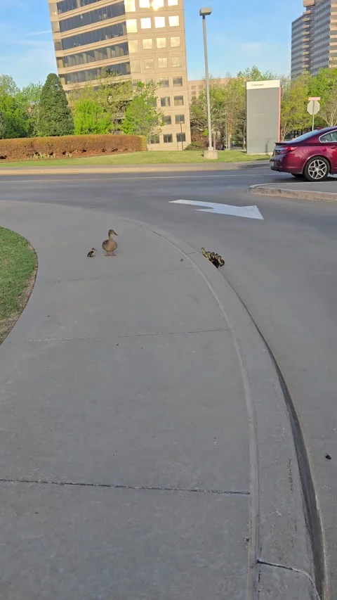 Ducklings Needed a Helping Hand, Tulsa, Oklahoma, USA - 07 Apr 2026 Stock Footage 332427823