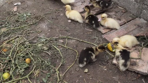 Ducklings in the pen Stock Footage 53809842