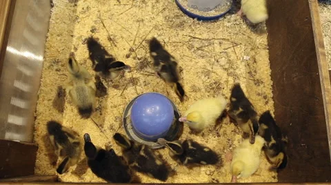 Ducklings in the petting zoo Stock Footage 64543410