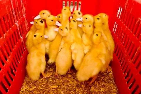 Ducklings Stock Photos