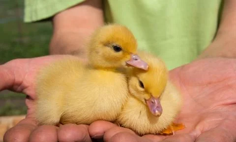 Ducklings Foto stock