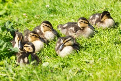 Ducklings Stock Photos