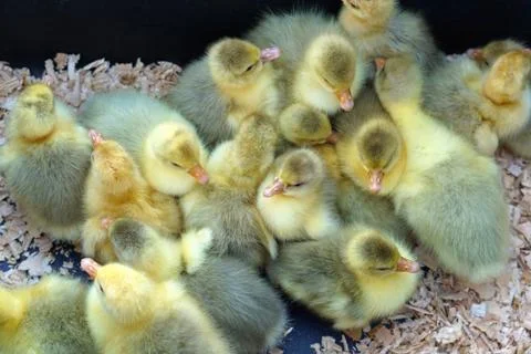 Ducklings Stock Photos