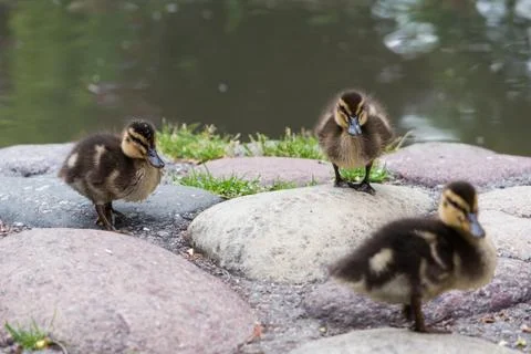 Ducklings Stock Photos