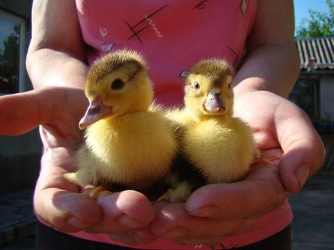 Ducklings 스톡 사진