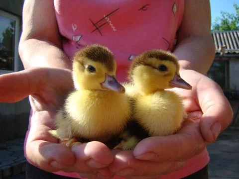Ducklings Stock Photos