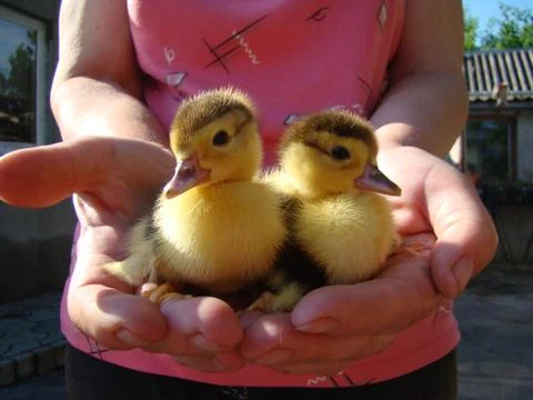 Ducklings Stock Photos