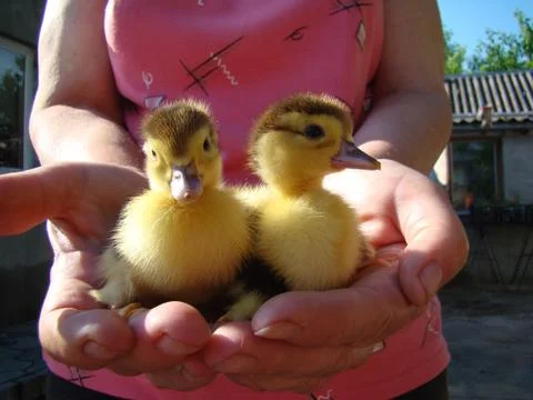 Ducklings Stock Photos