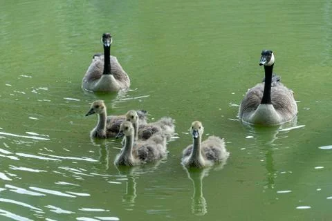 Ducklings Stock Photos