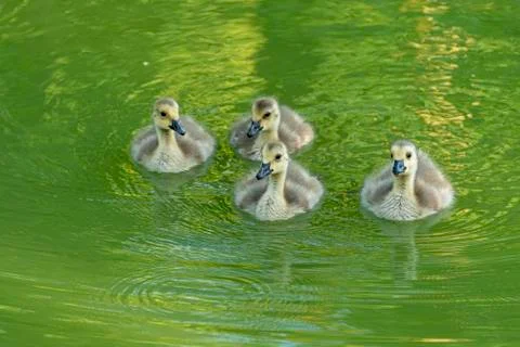 Ducklings Stock Photos