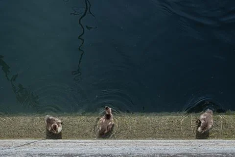 Ducklings on the pier Stock Photos