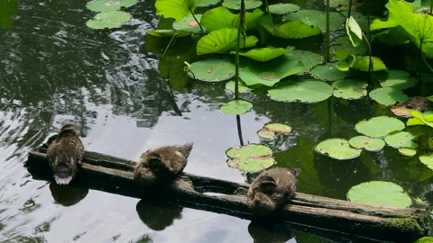 Ducklings Playing in the Pond Stock Footage 333159852