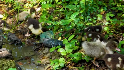 Ducklings by a Polluted Stream in Nature Video stock 305666721