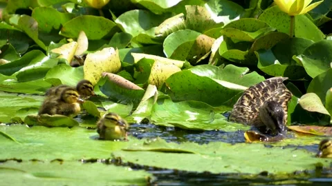  ducklings in a pond Stock Footage 278040721