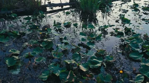 Ducklings in a Pond Stock Footage 338856953