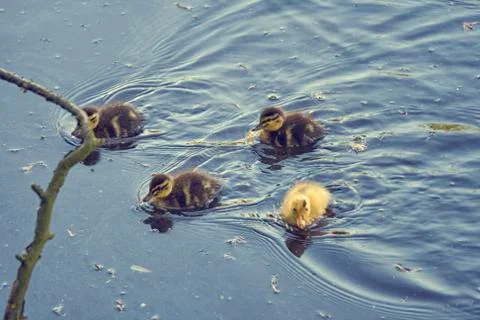 Ducklings in pond Foto stock