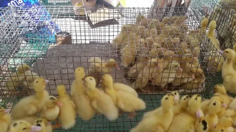 Ducklings put in a cage Stock Footage 77206302