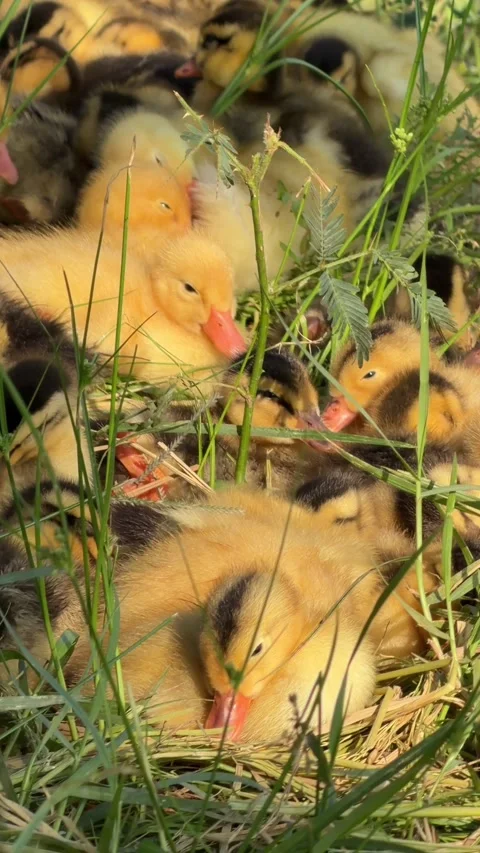 Ducklings rest pressed close together on grass in the shade of a tree while Stock-Footage 335759487