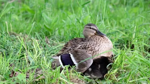 Ducklings rest under the mother duck in the grass on the shore Stock Footage 155830053