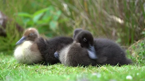 Ducklings resting on grass by the pond 動画素材 137334915