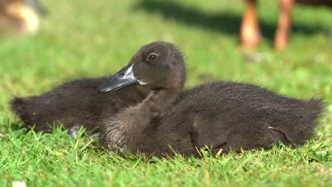 Ducklings resting on grass by the pond 動画素材 137335300