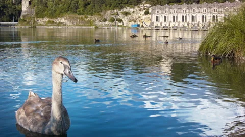 Ducklings in a river Stock Footage 51434526