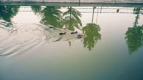 Ducklings running on the water while swimming against water flow Stock Footage 104126521