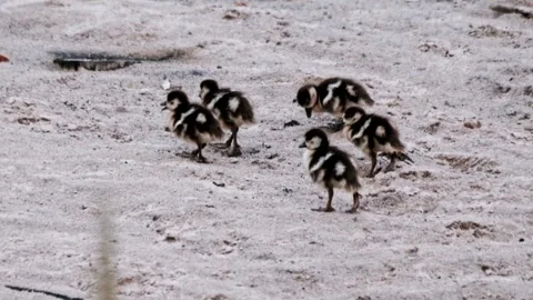 Ducklings on sand Stock Footage 341466161
