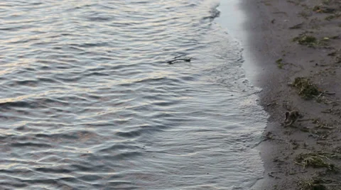 Ducklings on the shore Stock Footage 27669123