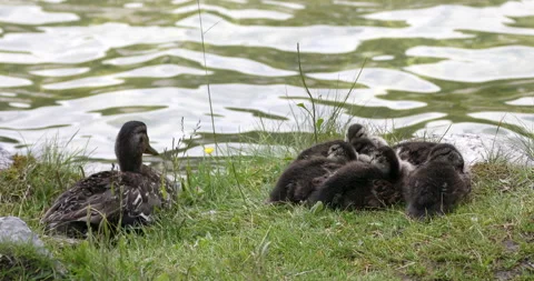 Ducklings shore Stock Footage 135502787