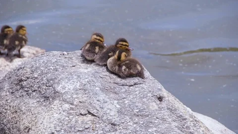 Ducklings Sit on Rock Together (2) Stock Footage 89630840