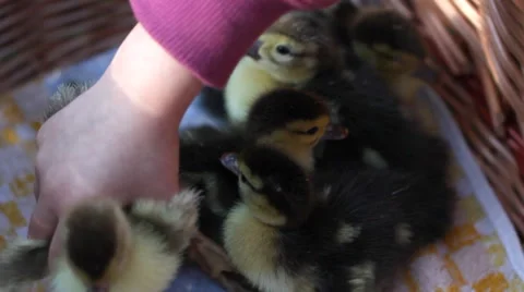 Ducklings sitting in a basket Stock Footage 51425164