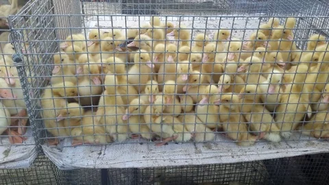 Ducklings sitting in a cage Stock Footage 77206277