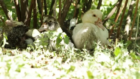 Ducklings sitting in the grass 库存影片 79751588